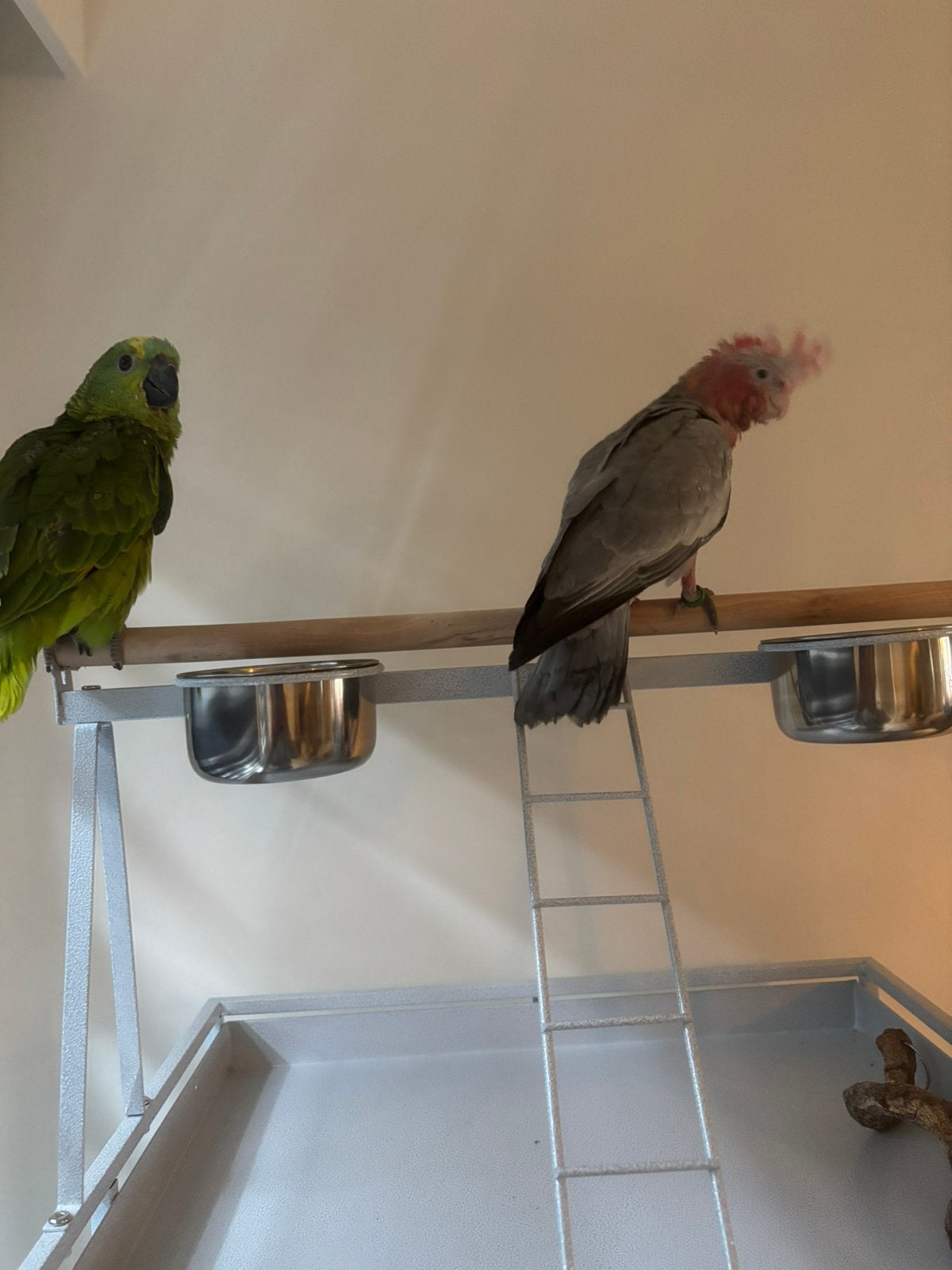 Handtamme rose kaketoe, Animaux & Accessoires, Oiseaux | Perruches & Perroquets, Sexe inconnu, Perroquet, Domestique