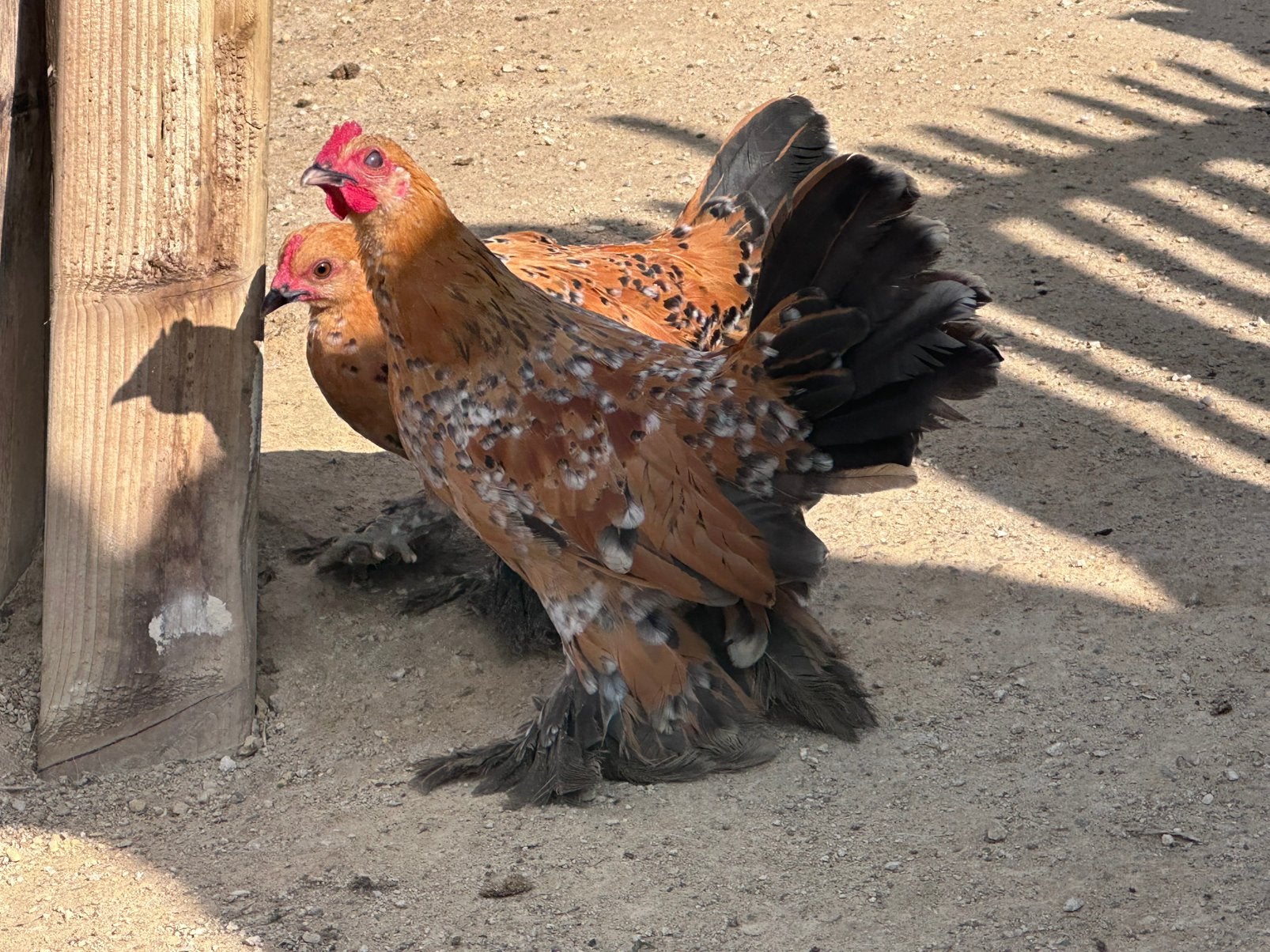 Porselein sabelpoot, Animaux & Accessoires, Plusieurs animaux, Poule ou poulet