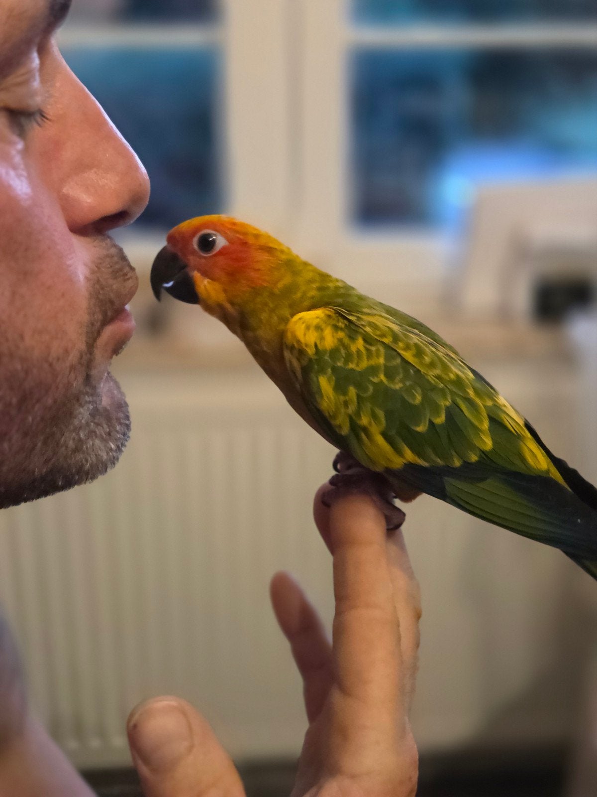 conure soleil mâle eam, Mâle
