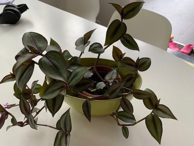 PLANTJE Tradescantia Zebrina 3 stekken in potje, Ophalen, In pot