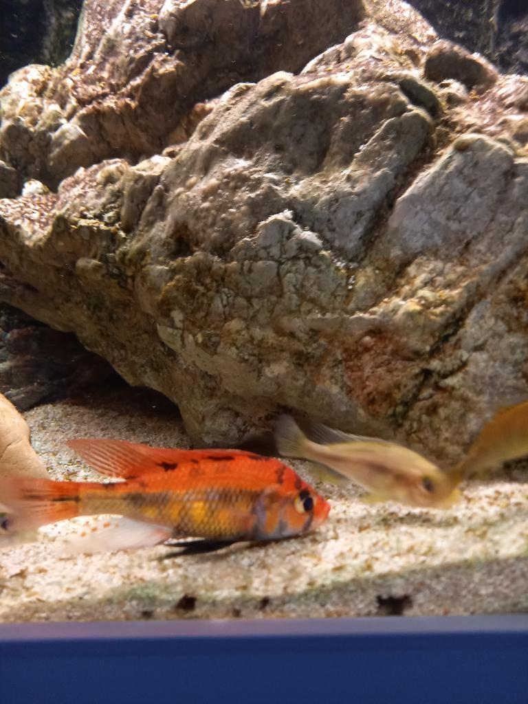 Victoria cichliden (incl. SHOWMALE), samen 25EUR, Vis, Zoetwatervis