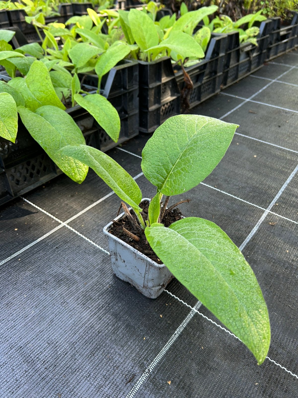 Russische smeerwortel, Tuin en Terras, Ophalen