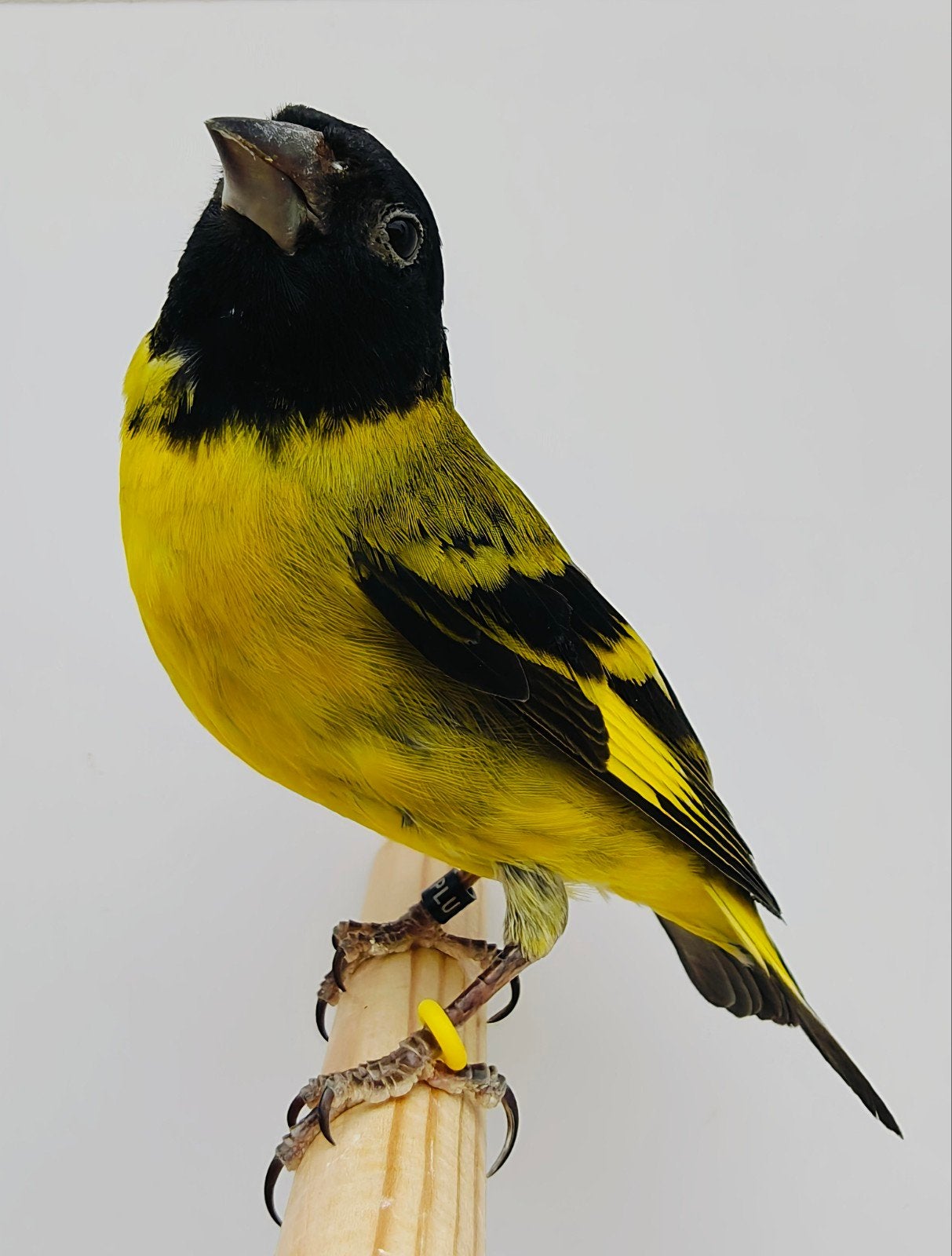 Zwartkopsijzen koppel, Meerdere dieren, Tropenvogel, Geringd