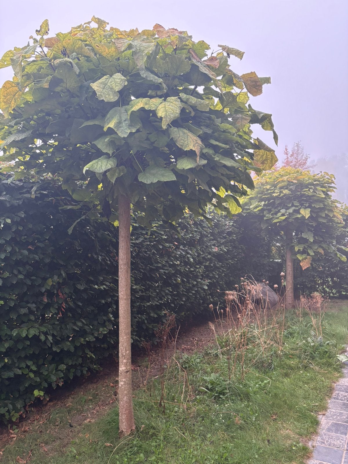 2 bol catalpa’s, Enlèvement