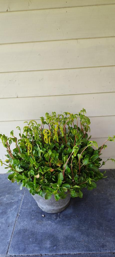 Chiastophyllum oppositifolium, Tuin en Terras, Ophalen, Vaste plant