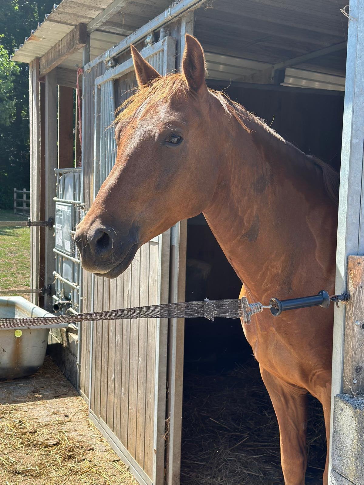 Allround D pony, Dieren en Toebehoren, Ophalen, Nieuw, Springen
