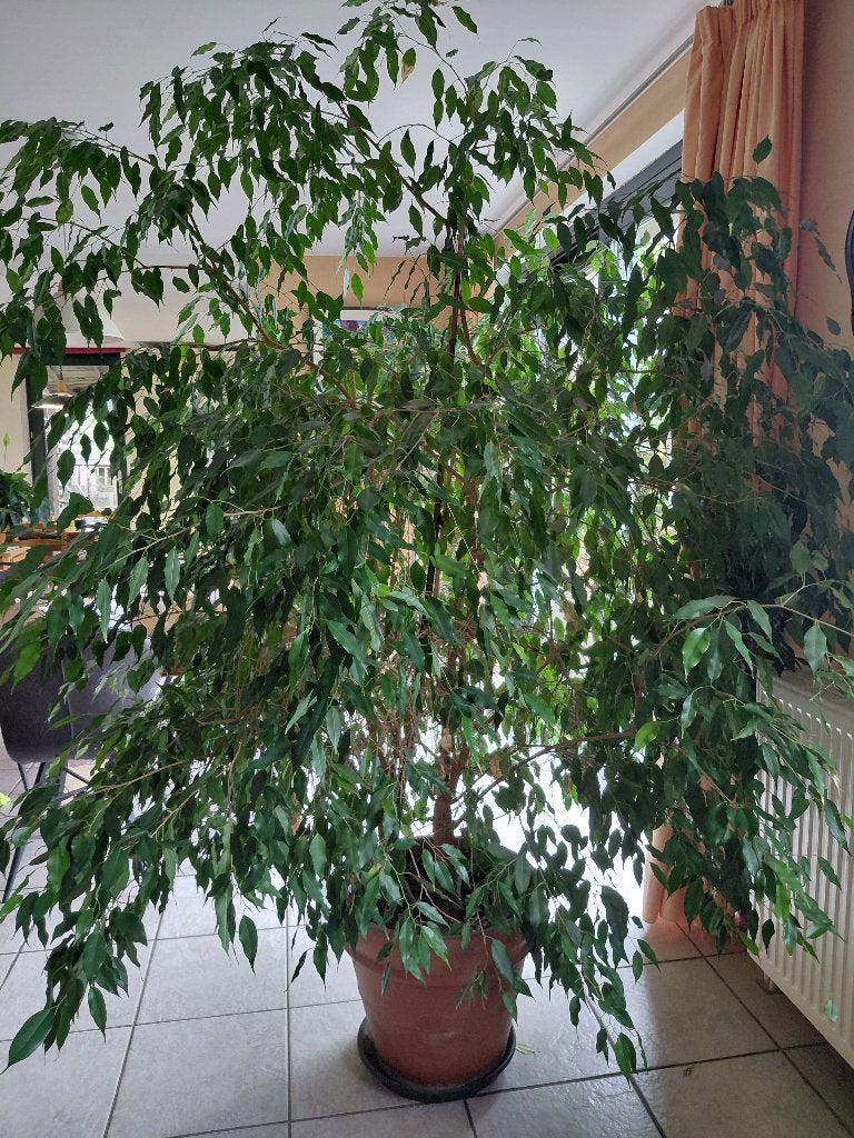 A vendre ficus grande taille, Ficus, En pot, Enlèvement, 200 cm ou plus