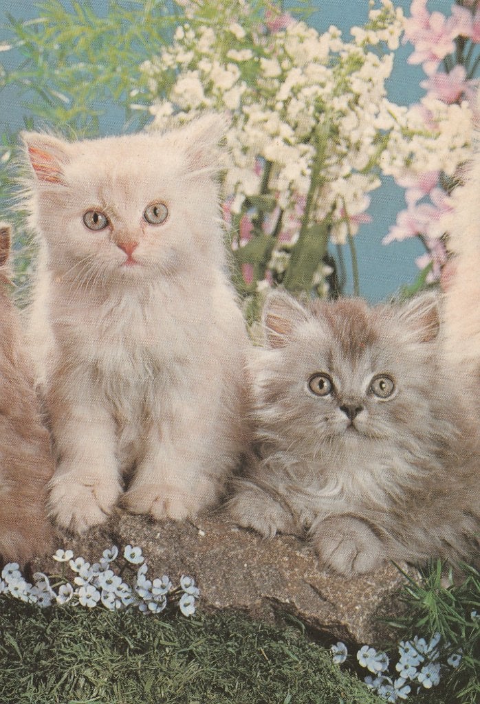 2  ZEER  MOOIE  KATJES, Verzamelen, Postkaarten | Dieren, Verzenden, 1980 tot heden, Gelopen, Hond of Kat