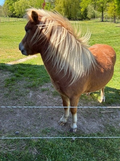 chetland ruin 1,10m 4 jaar., Gechipt, Ruin, A pony (tot 1.17m), 3 tot 6 jaar