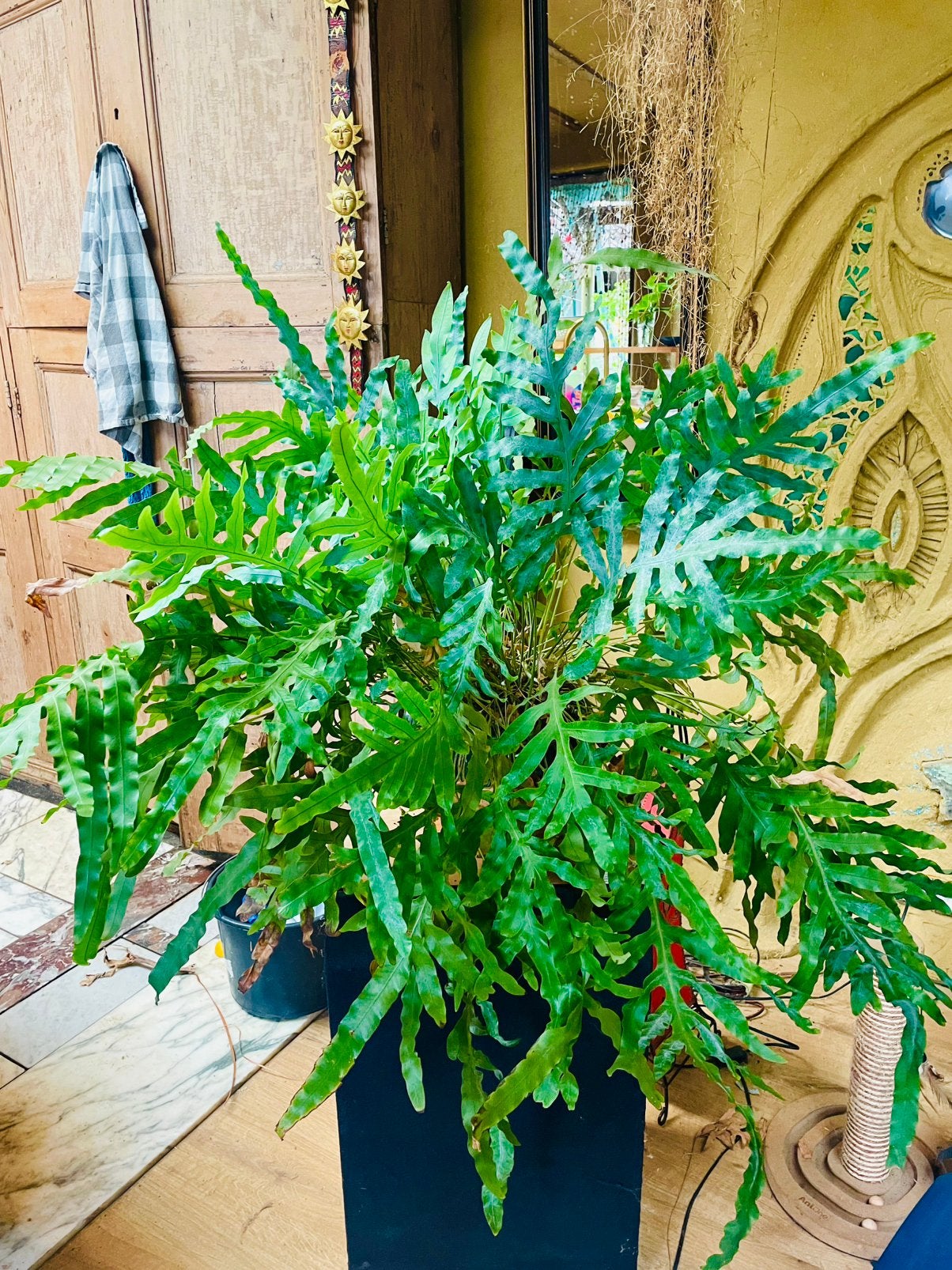 Mooie grote kangoeroevaren (zuurstofplant), Ophalen