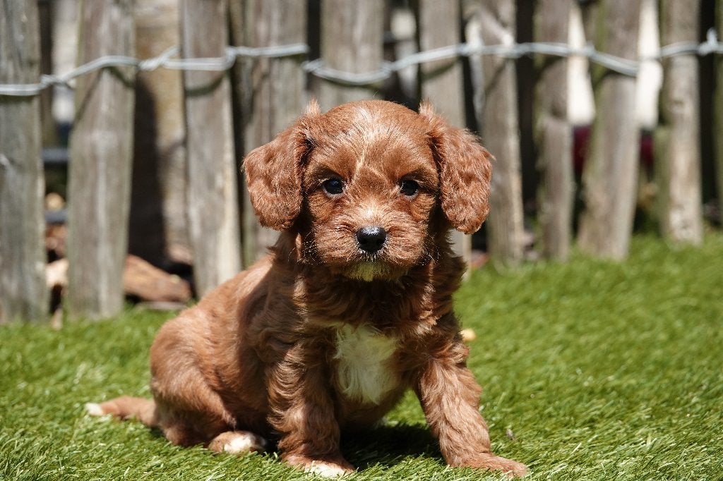 Magnifiques chiots Cavapoo abricot et abricot/rouge, Autres races, Plusieurs, Hépatite contagieuse (maladie de Rubarth), Belgique