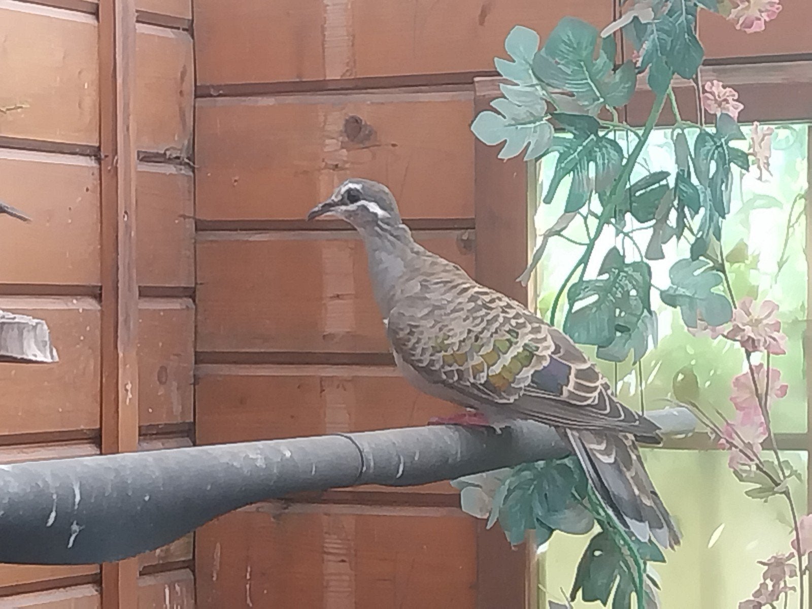 Bronsvleugelduif, Animaux & Accessoires, Oiseaux | Oiseaux Autre