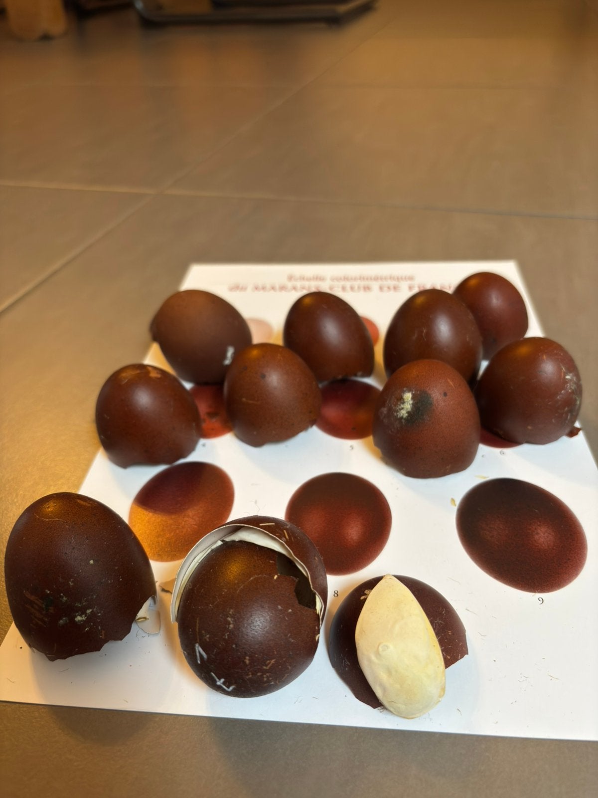 Marans zwart koper - haantjes donker ei, Dieren en Toebehoren, Pluimvee, Mannelijk, Kip