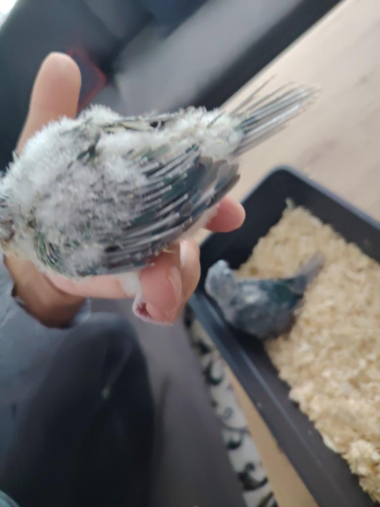 Super tamme baby pyrrhura, Dieren en Toebehoren, Vogels | Parkieten en Papegaaien, Geslacht onbekend, Parkiet, Geringd