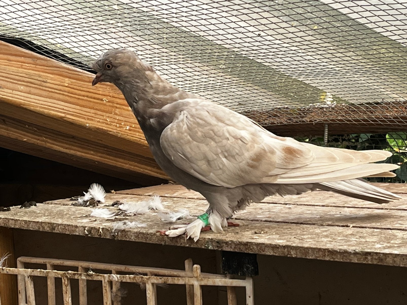 Takla limon, Dieren en Toebehoren, Meerdere dieren, Tuimelaar of Roller