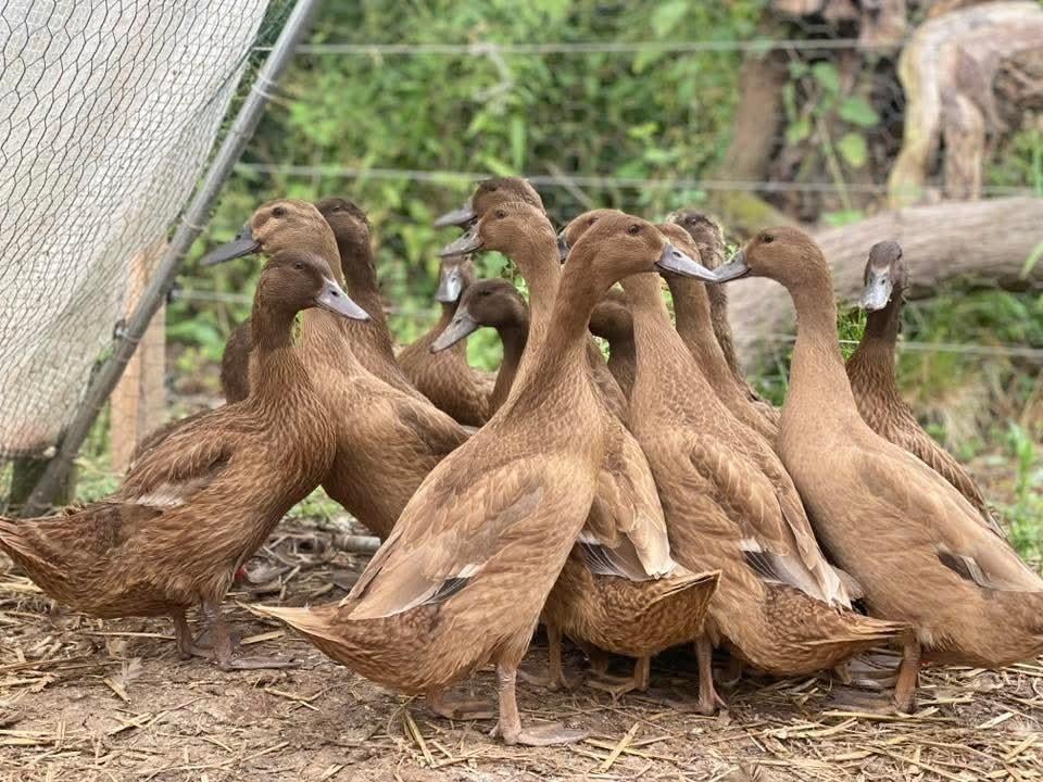 Broedeieren van khaki Campbell eenden