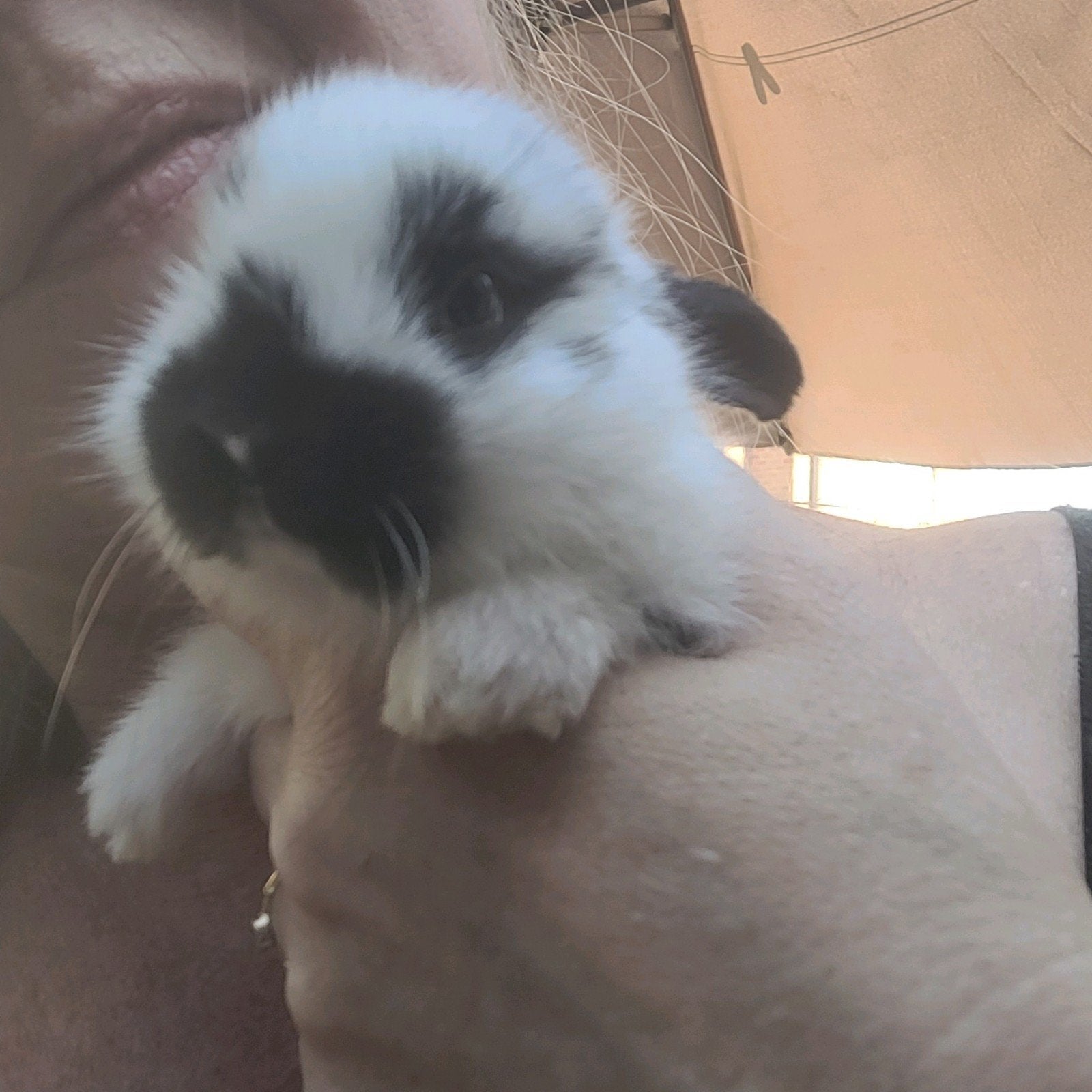 Konijntjes, Dieren en Toebehoren, Konijnen