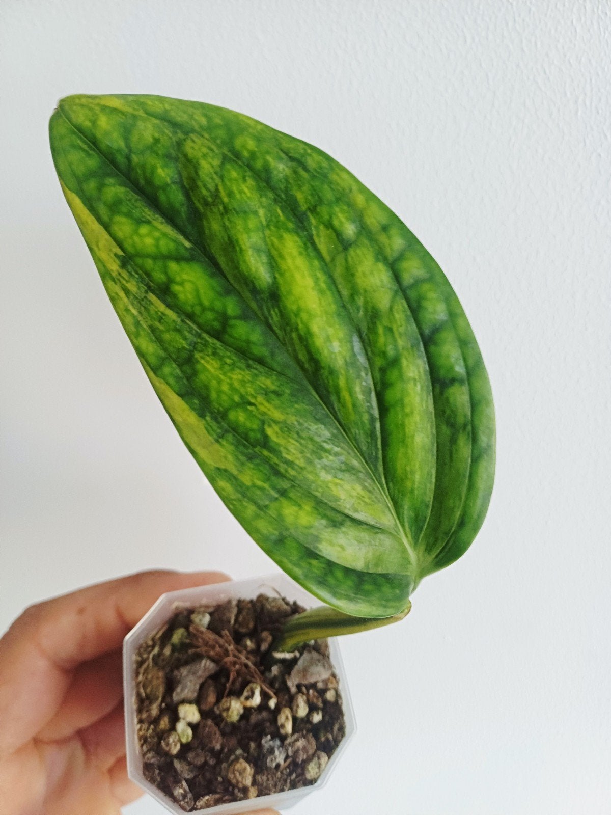 Monstera Karstenianum "peru” variegata, Huis en Inrichting, Kamerplanten, Overige soorten, In pot, Minder dan 100 cm, Groene kamerplant
