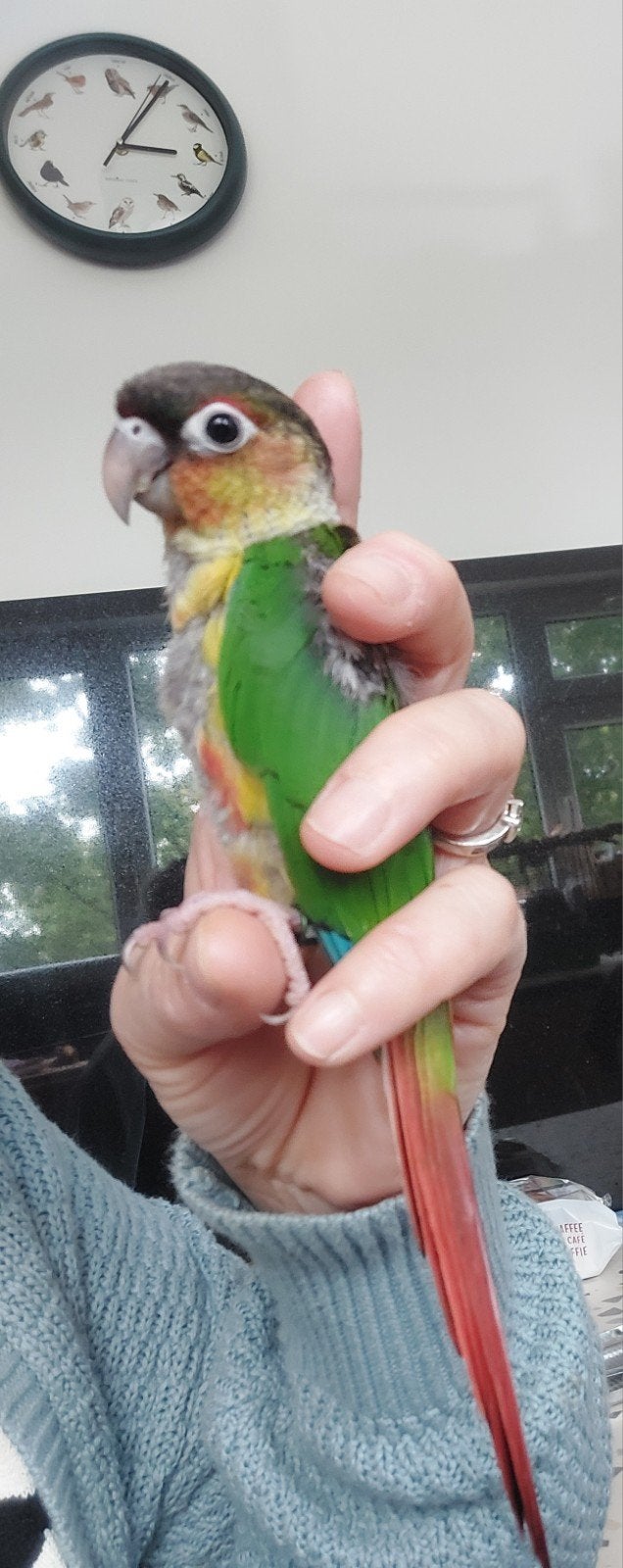 handtamme pyrrhura, Bagué