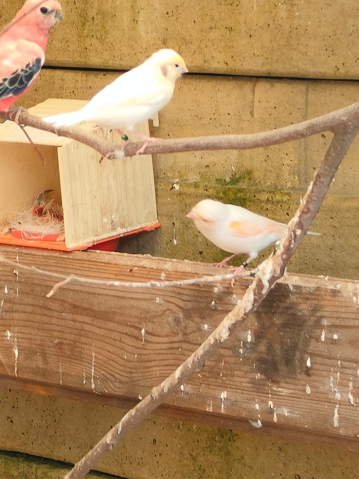 kanaries en diamant duifjes, Animaux & Accessoires, Oiseaux | Canaris