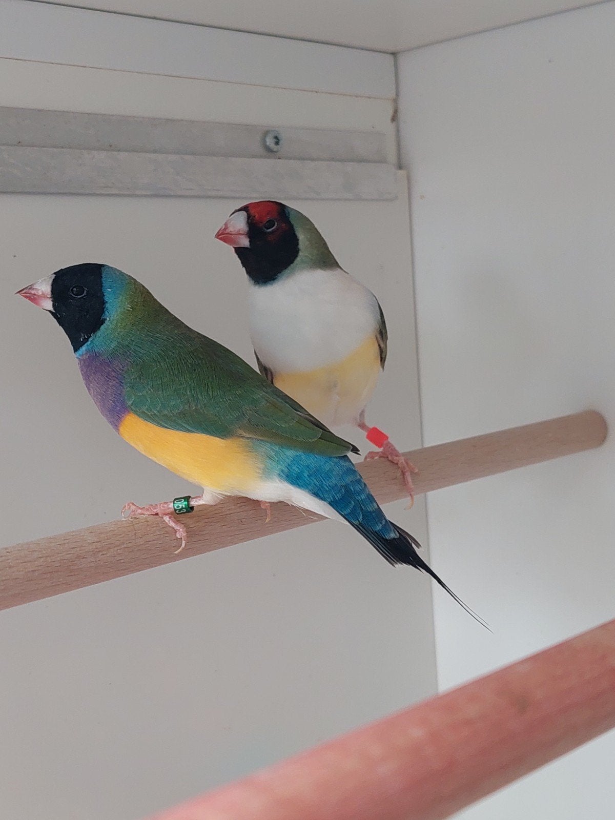 koppel gouldamadine  natuurbroed gereserveerd, Dieren en Toebehoren, Vogels | Overige Vogels