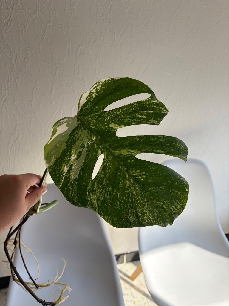 Stek Monstera Variegata, Huis en Inrichting, Kamerplanten, Ophalen, Overige soorten, Halfschaduw, Minder dan 100 cm