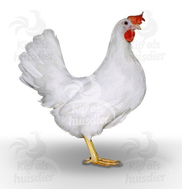 legkippen, Dieren en Toebehoren, Pluimvee, Vrouwelijk, Kip