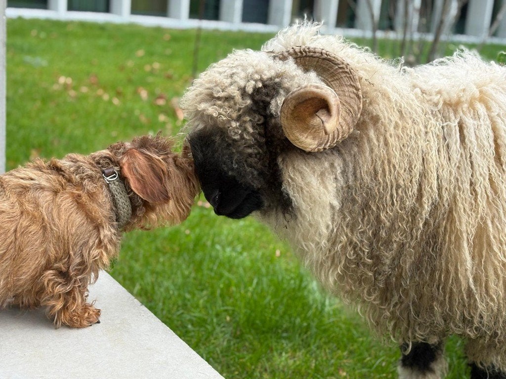 walliser schwarznase, Animaux & Accessoires, Plusieurs animaux, Mouton