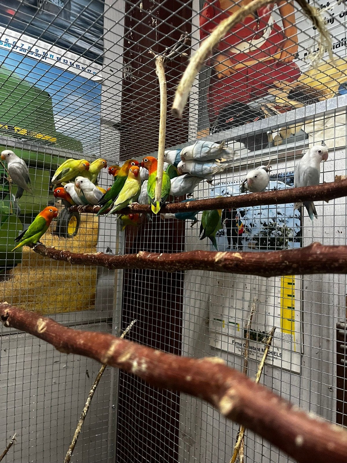 Jachères pâles et jachères pâles fendues avec ADN. En bleu e, Animaux & Accessoires, Oiseaux | Perruches & Perroquets, Plusieurs animaux