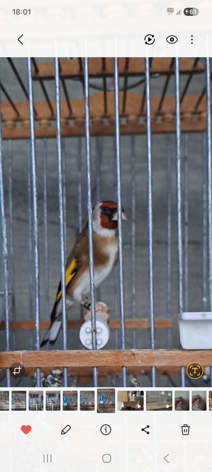 chardonneret, Animaux & Accessoires
