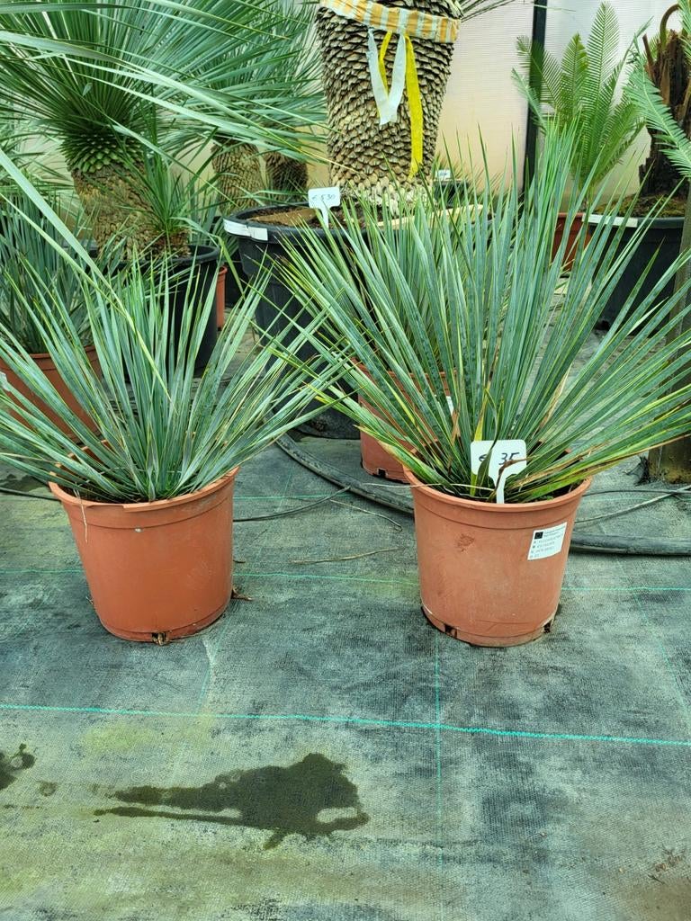 Yucca rostrata, 30/ 40cm hoog, Tuin en Terras, Planten | Tuinplanten, Ophalen