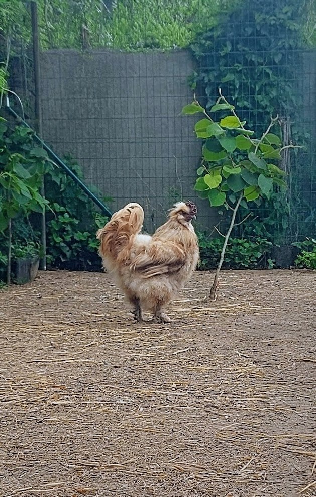 Haan Bob (silkfowl) cherche une nouvelle maison, Mâle, Poule ou poulet