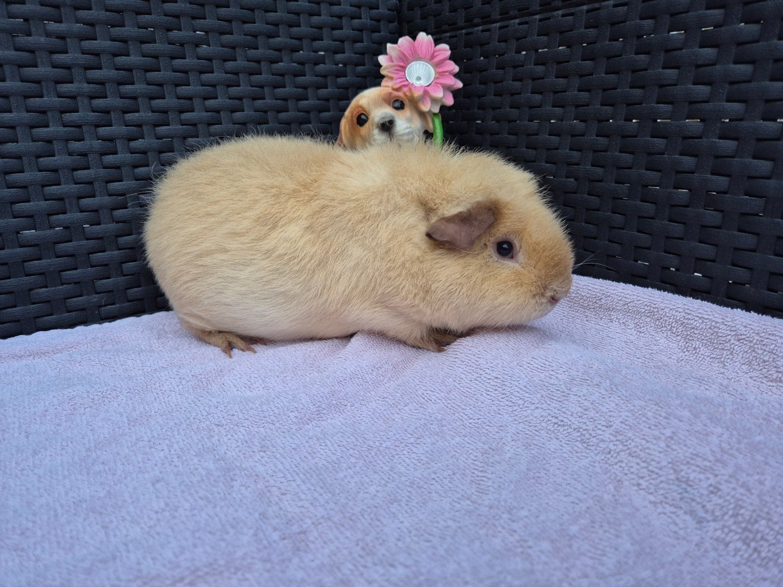 Super mooie creme california choco US TEDDY Beertje, Dieren en Toebehoren, Cavia, Mannelijk, December, Tam