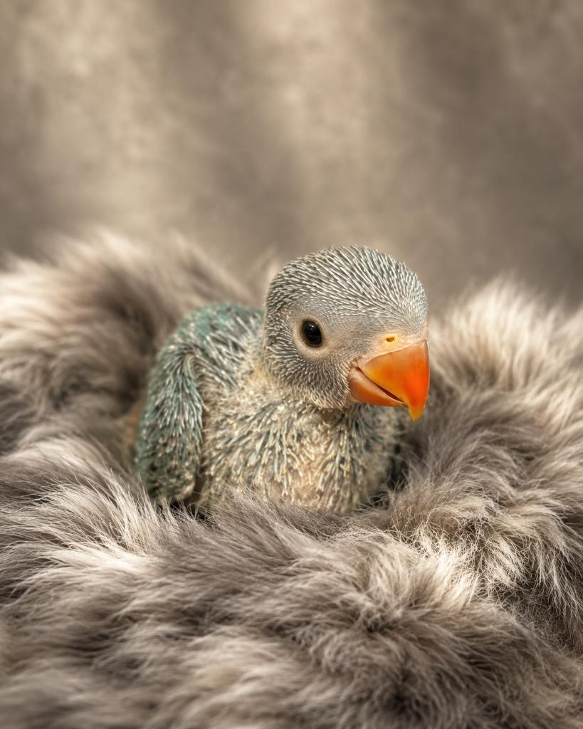 Perruche a collier, Animaux & Accessoires, Autres accessoires pour animaux, Enlèvement, Neuf