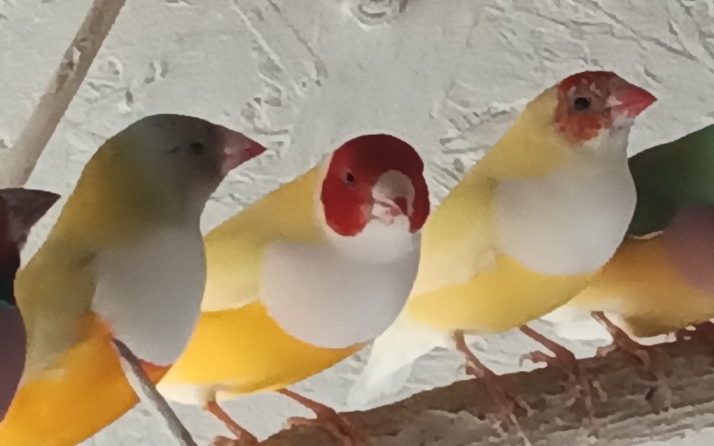 Goudamdinen en binden te koop, Plusieurs animaux, Oiseau tropical