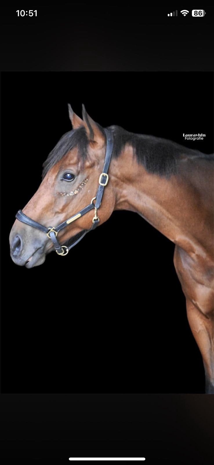 Recreatie paard ruin, Dieren en Toebehoren, Paarden