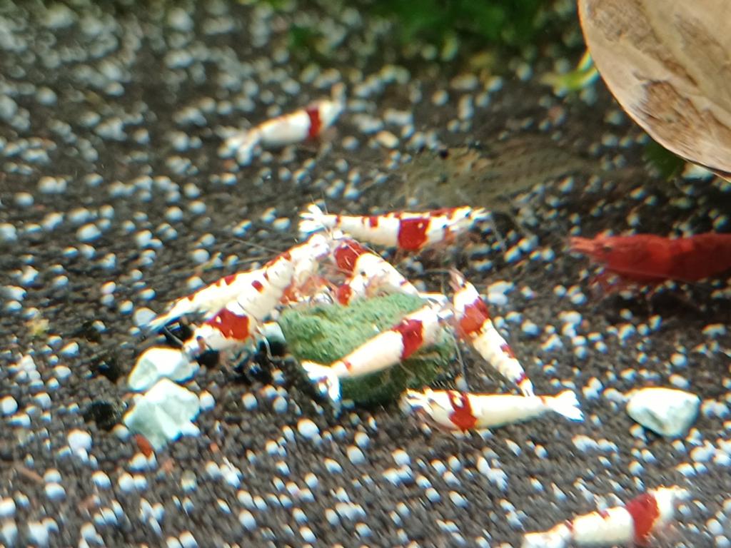Hobbyaquarium Crystal red garnalen kraanwater, Dieren en Toebehoren, Vissen | Aquariumvissen, Kreeft, Krab of Garnaal, Zoetwatervis
