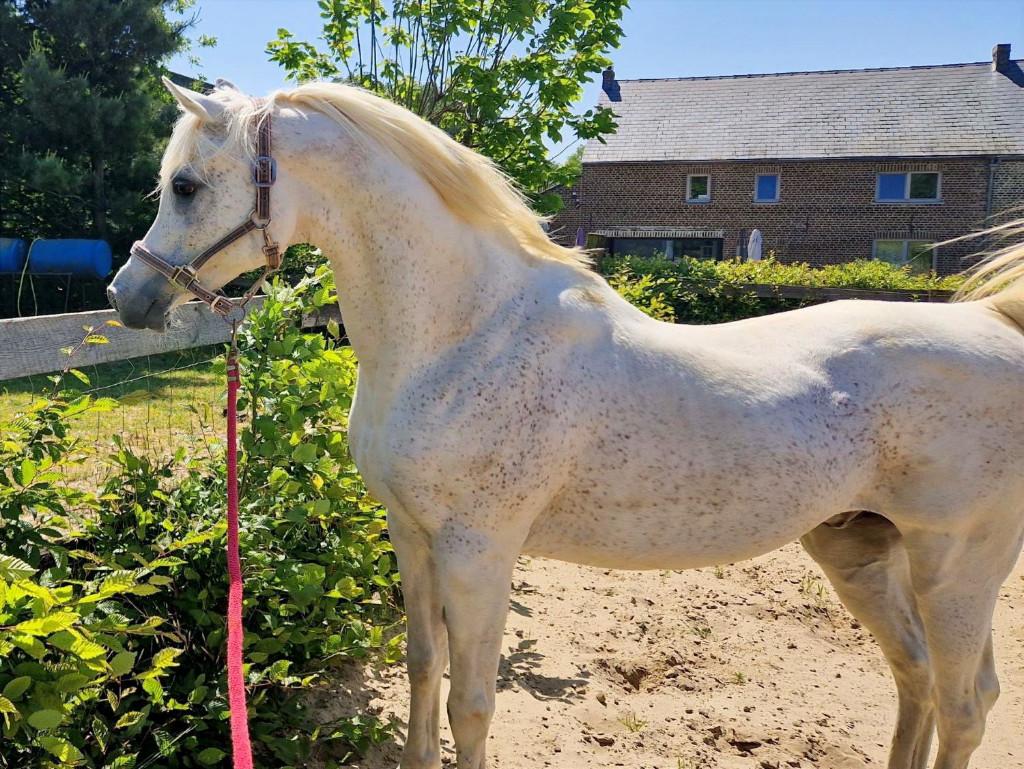 Dekkingen beschikbaar Egyptische Arabische volbloedhengst, Hengst