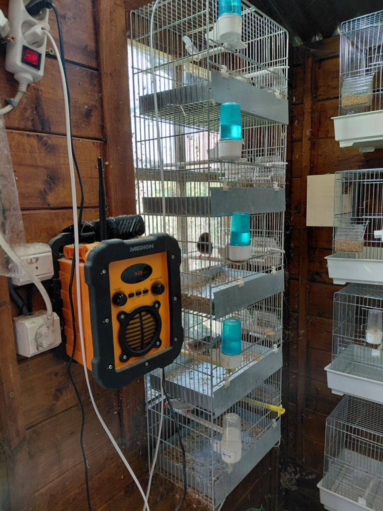 Cages elevage canaris exotiques, Dieren en Toebehoren, Vogels | Hokken en Kooien