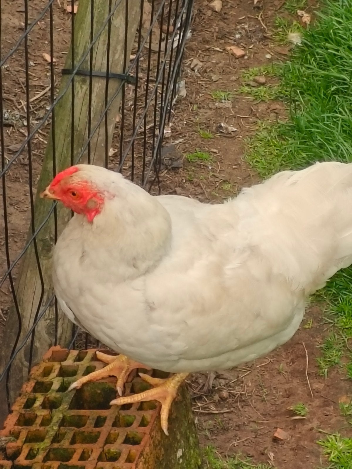 Mooi vuil witte wyandotte kriel hen