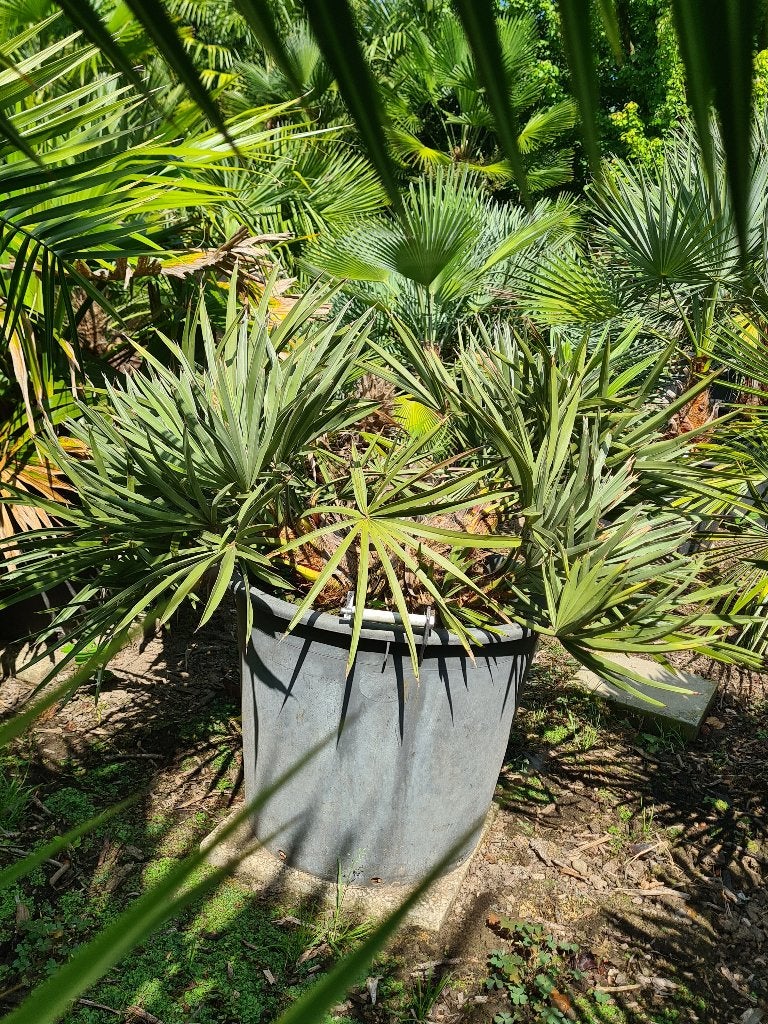 Palmboom, Jardin & Terrasse, Plantes | Arbres, En pot, Moins de 100 cm, Plein soleil, Enlèvement