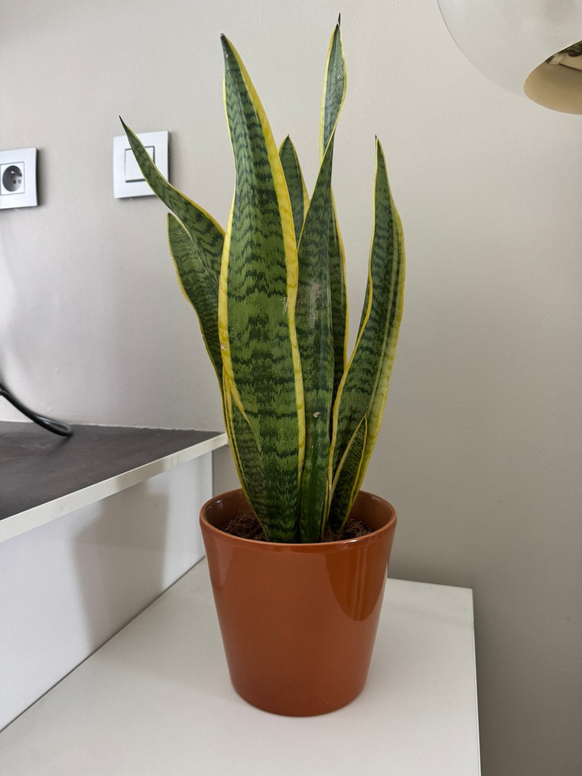 Plante naturelle Sansevieria Trifasciata avec cache-pot, Enlèvement, Autres espèces