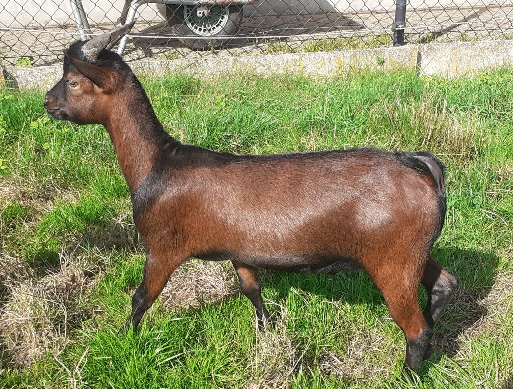 dwerggeiten, Dieren en Toebehoren, Mannelijk, Geit, 0 tot 2 jaar