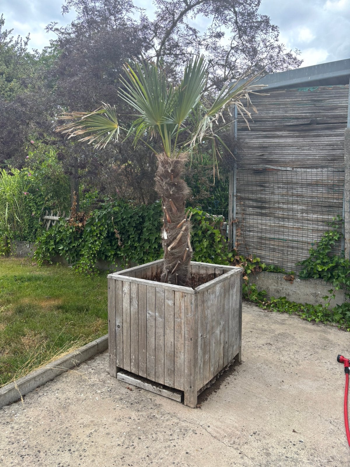 Palmboom, Tuin en Terras, Planten | Bomen, Ophalen, Palmboom