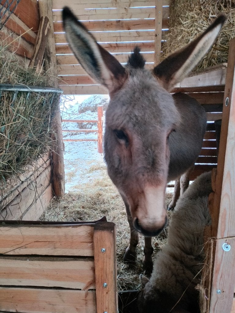 Pension petit chevaux/poney/ âne., Animaux & Accessoires, 1 cheval ou poney