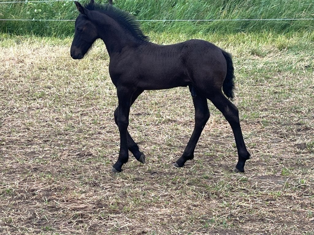 Fries hengstveulen, Cheval de dressage, Avec pedigree, 165 à 170 cm, Étalon