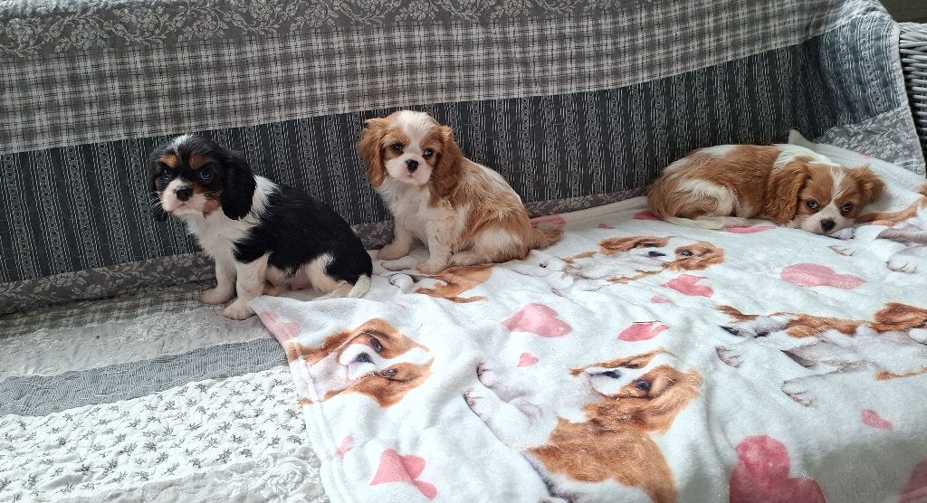 Prachtige cavalier king charles pups, België, Fokker | Hobbymatig, Reu, CDV (hondenziekte)