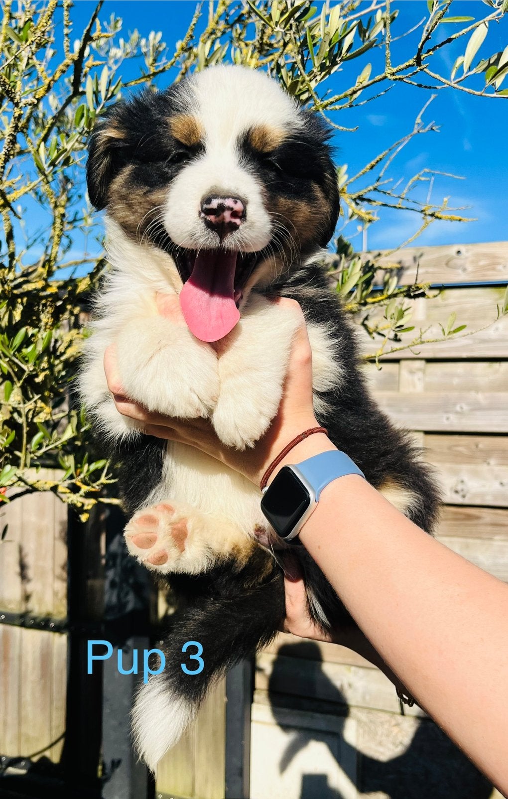 Australische Herder pups, 8 à 15 semaines, Plusieurs, Éleveur | Loisir, Hépatite contagieuse (maladie de Rubarth)