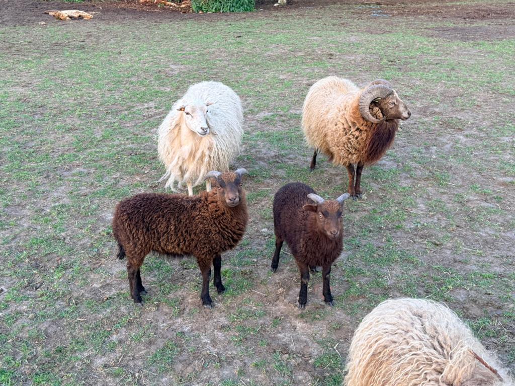 2 ouessant ram lammeren, Dieren en Toebehoren, Mannelijk, Schaap, 0 tot 2 jaar