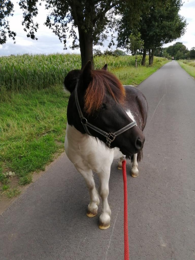 Shetlander